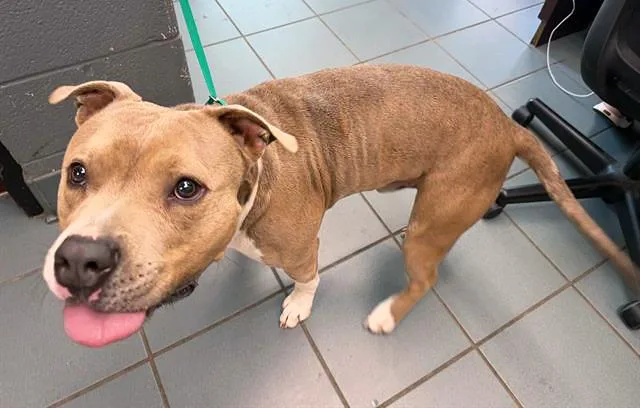 An adult large-sized male Brown / Chocolate Mixed Breed dog named Edgar Allen Paw for adoption in Nashville, TN
