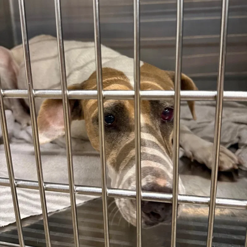 An adult medium-sized female White / Cream Mixed Breed dog named Prim for adoption in Abilene, TX