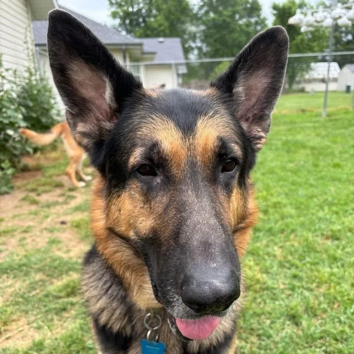 An adult large-sized male Black German Shepherd Dog dog named Yogi Bear for adoption in Springfield, MO
