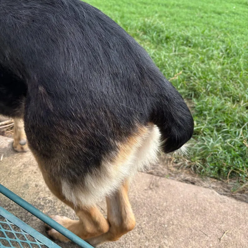 Yogi Bear thumbnail 2