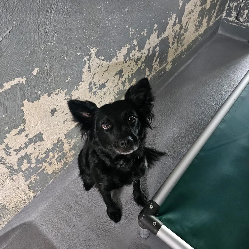 An adult medium-sized female Black Mixed Breed dog named Amaya for adoption in Naples, FL