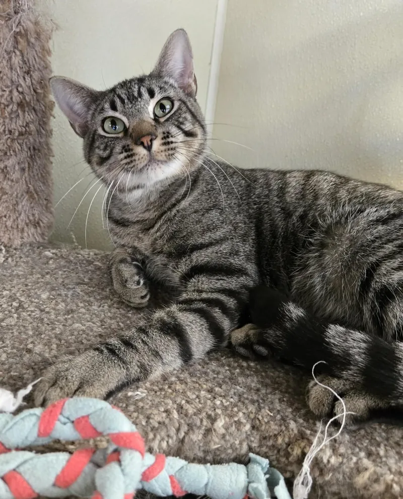 An adult medium-sized male Tabby (Gray / Blue / Silver) Domestic Short Hair cat named K.c. for adoption in Larned, KS