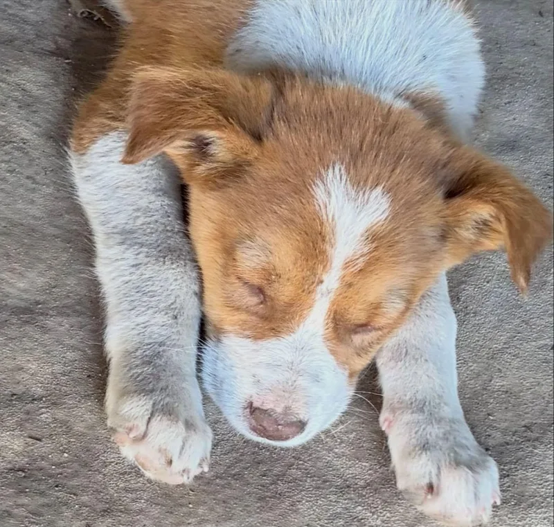 A young medium-sized female Bicolor Australian Cattle Dog / Blue Heeler dog named "l" Girl for adoption in Raleigh, NC