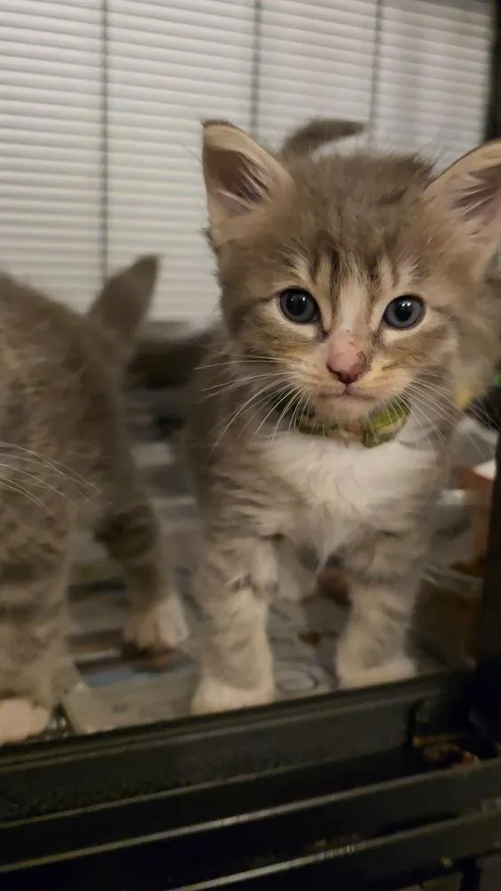A baby small-sized male Gray / Blue / Silver Maine Coon cat named Osso Buco for adoption in Pacifica, CA