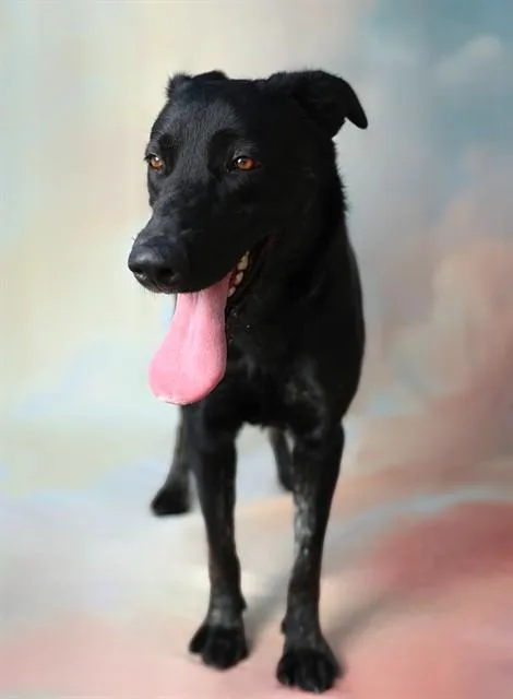 A young medium-sized female Labrador Retriever dog named Princess for adoption in Baldwin Park, CA