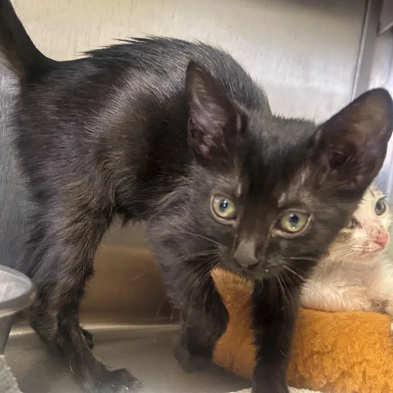 A young medium-sized female Black Domestic Short Hair cat named Chica for adoption in Margate, FL