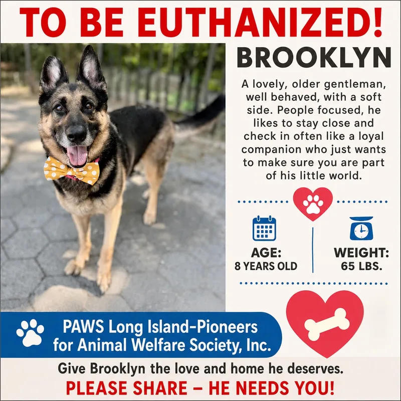 Brooklyn thumbnail 4