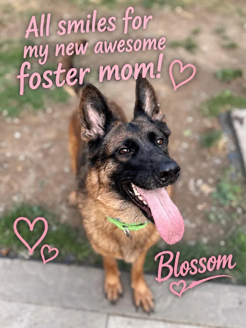 A senior large-sized female Brown and Black German Shepherd Dog dog named Blossom for adoption in Hicksville, NY