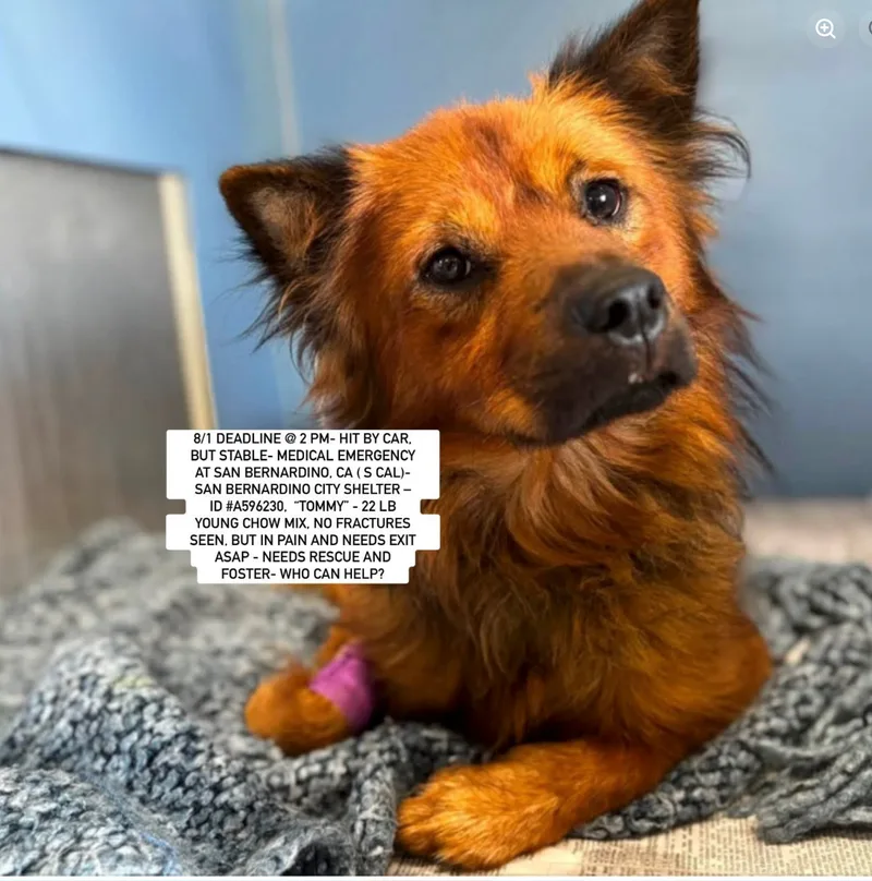 An adult small-sized male Chow Chow dog named Tommy for adoption