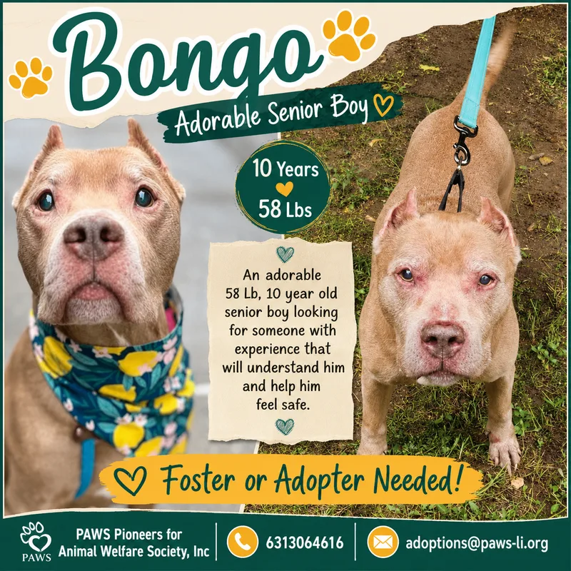 A senior large-sized male Brown and white Pit Bull Terrier dog named Bongo for adoption