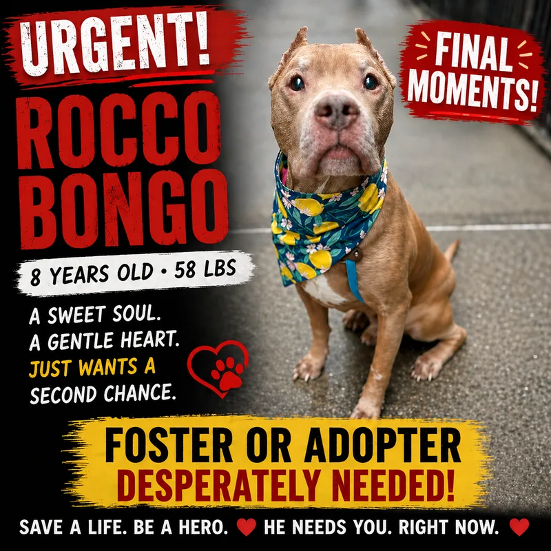 Bongo thumbnail 3