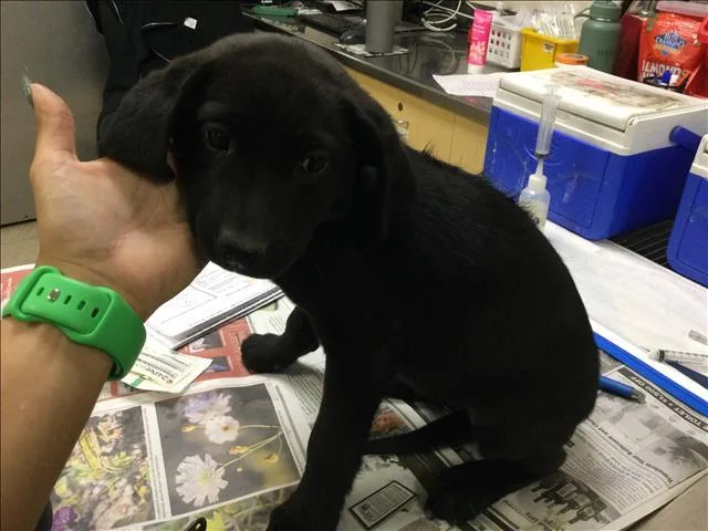 A baby small-sized female Labrador Retriever dog named Purple for adoption in Riverside, CA