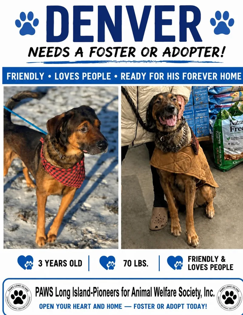 An adult large-sized male Black Brown rottie/lab mix Rottweiler dog named <Denver for adoption