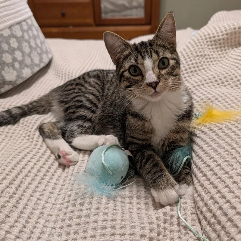 A young medium-sized male Brown / Chocolate Domestic Short Hair cat named Abu C for adoption in Minnetonka, MN