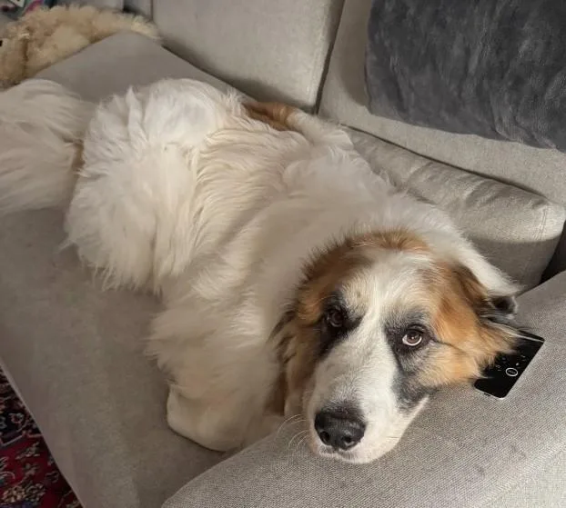 A senior extra large-sized male White Great Pyrenees dog named Donny for adoption