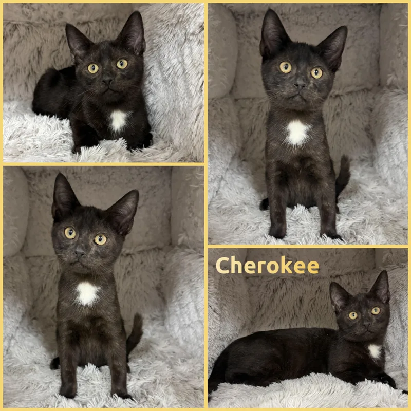 A baby small-sized male Black & White / Tuxedo Domestic Short Hair cat named Cherokee for adoption in Louisville, KY