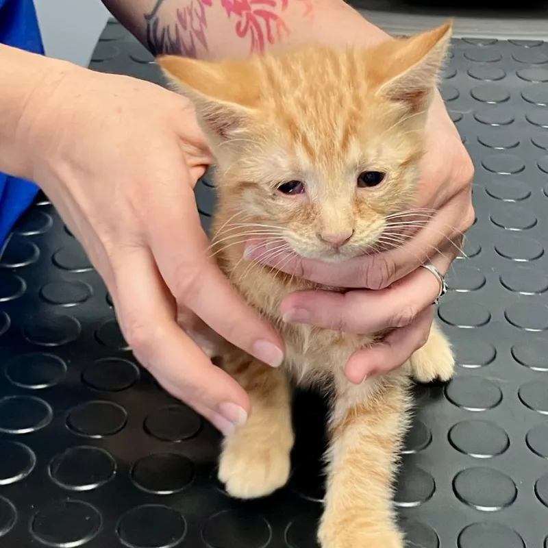A baby medium-sized male Orange & White Domestic Short Hair cat named Chito for adoption in Gastonia, NC