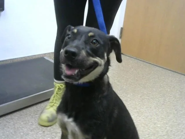 A young medium-sized female Pit Bull Terrier dog named Peaches for adoption in Albuquerque, NM