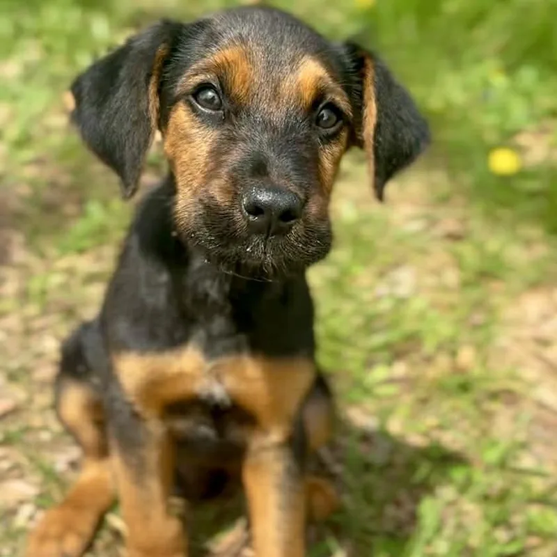 A baby medium-sized male Red / Chestnut / Orange Mixed Breed dog named Delbert for adoption in Washington Township, OH