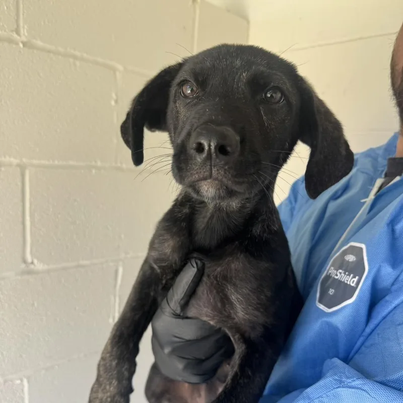A baby large-sized male Cane Corso dog named Cosmo for adoption in LOXAHATCHEE, FL