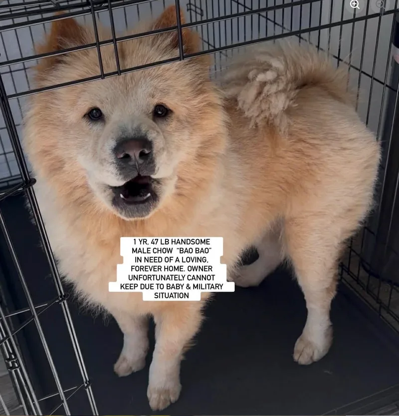 A young medium-sized male Chow Chow dog named Bao Bao for adoption