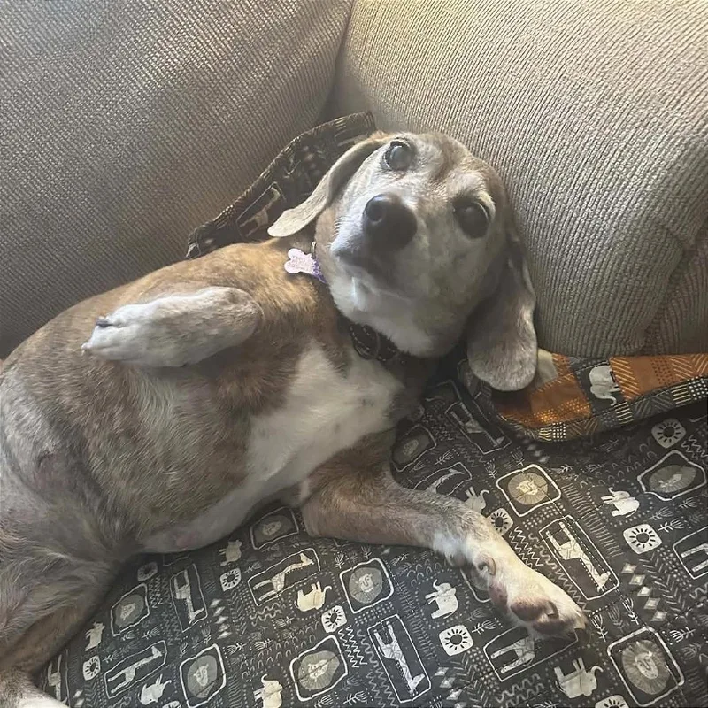 Lady Bean thumbnail 3