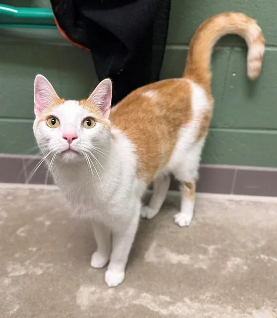 A young large-sized male Domestic Short Hair cat named Krammer for adoption in Leesburg, VA