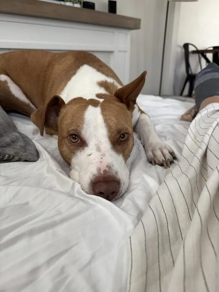 An adult medium-sized male Pit Bull Terrier dog named Mac for adoption in Cuyahoga Falls, OH