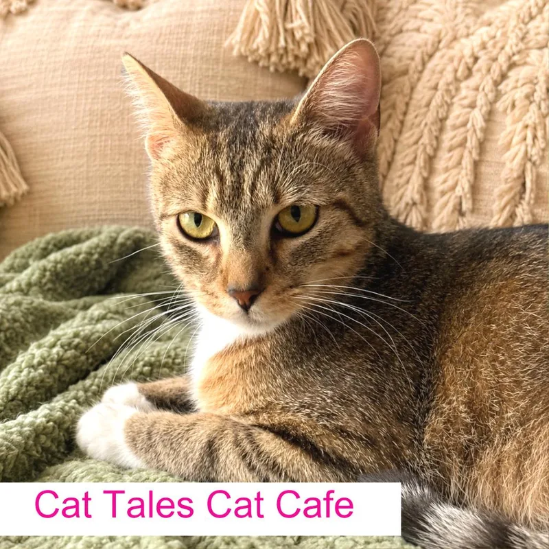 An adult medium-sized female Buff / Tan / Fawn Domestic Short Hair cat named Tara for adoption in Chapel Hill, NC