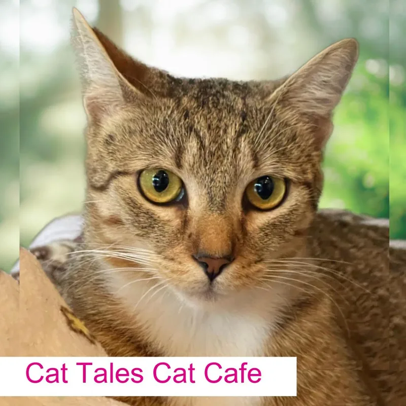 Tara thumbnail 2