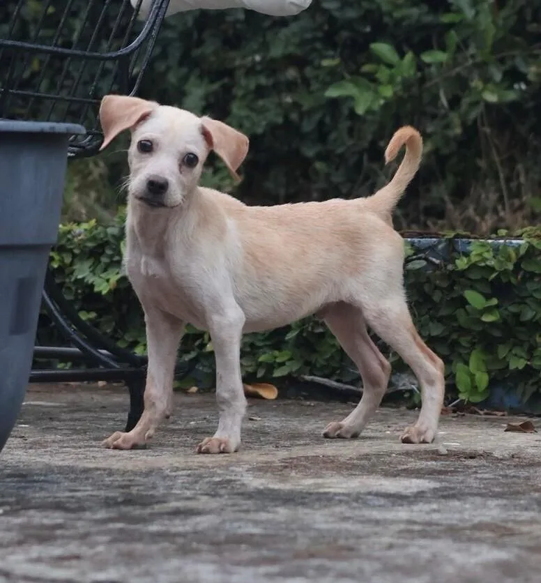 A baby small-sized male White / Cream Labrador Retriever dog named Tommy Tom for adoption in North Reading, MA