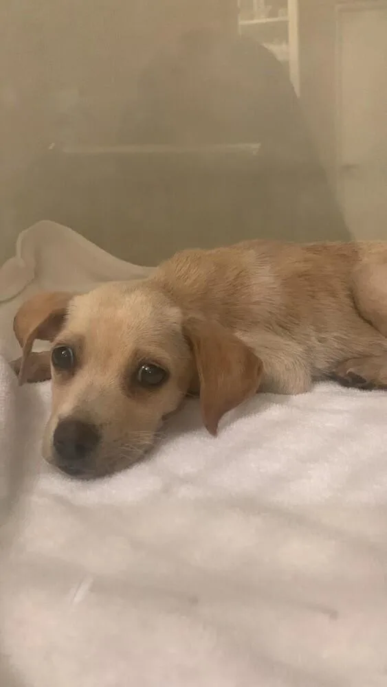 Tommy Tom thumbnail 2