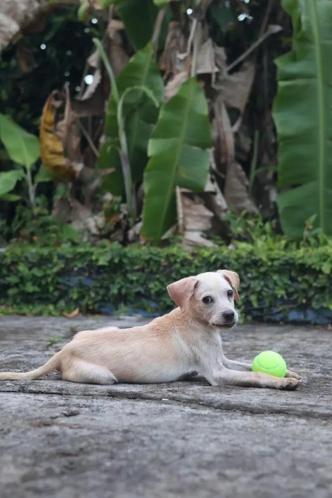 Tommy Tom thumbnail 3