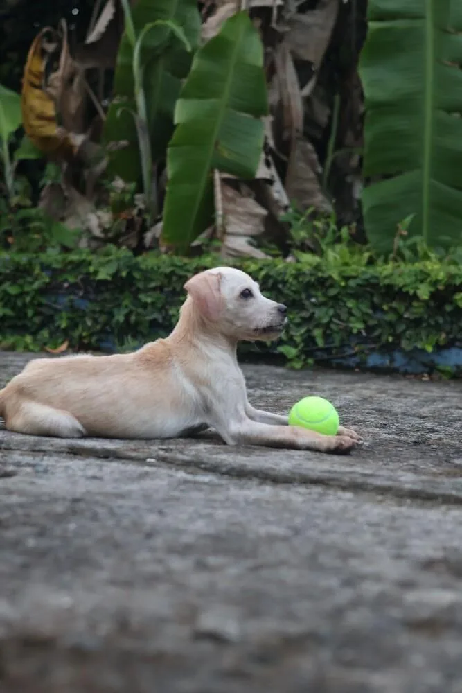 Tommy Tom thumbnail 4