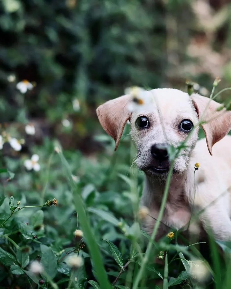 Tommy Tom thumbnail 5