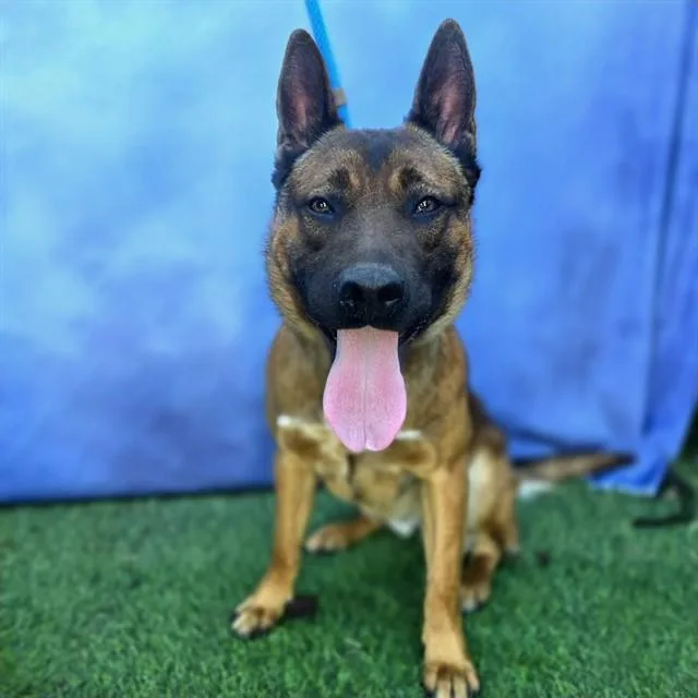 A young medium-sized male German Shepherd Dog dog named Fender for adoption in Long Beach, CA