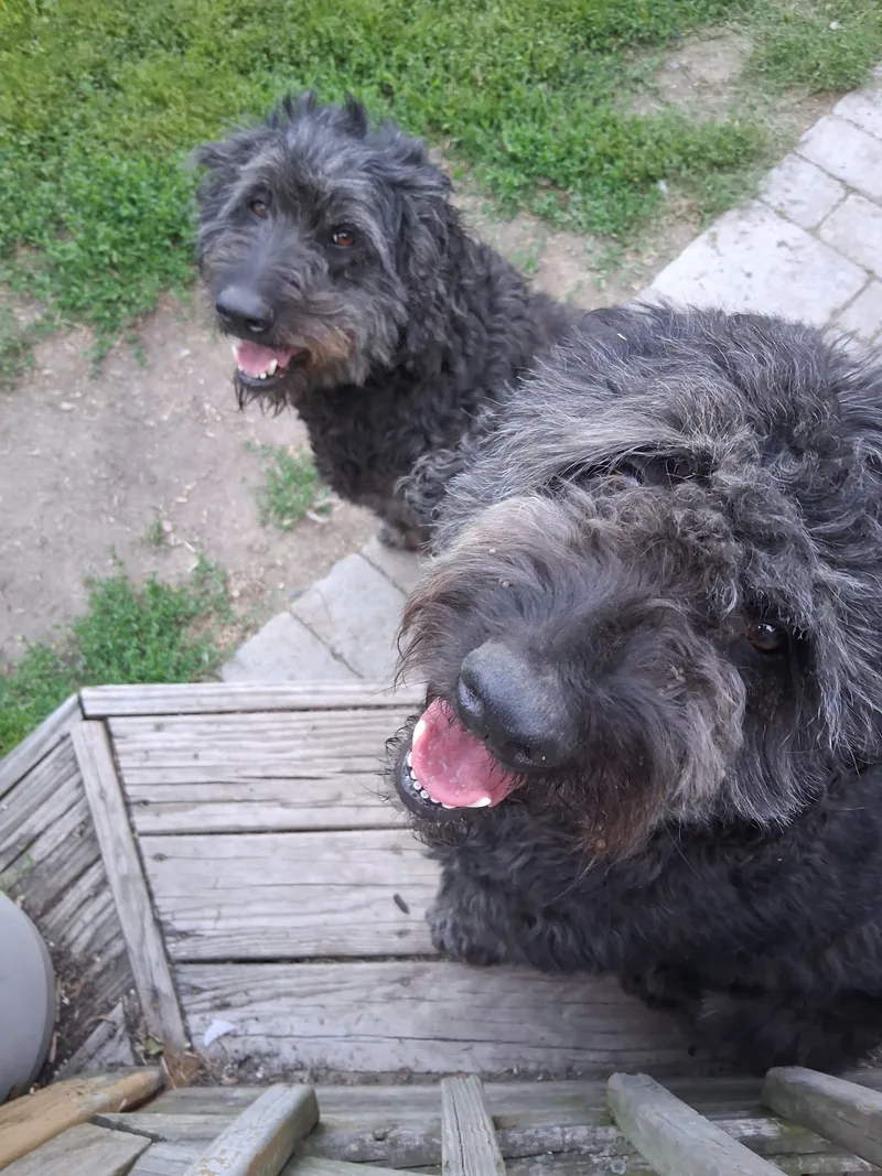 An adult extra large-sized female Brown Bernedoodle dog named The B's for adoption