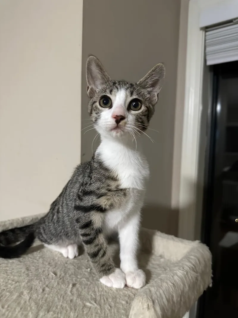 A baby small-sized male grey Domestic Short Hair cat named Echo for adoption