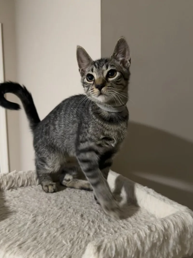 A baby small-sized male brown Domestic Short Hair cat named Honor for adoption