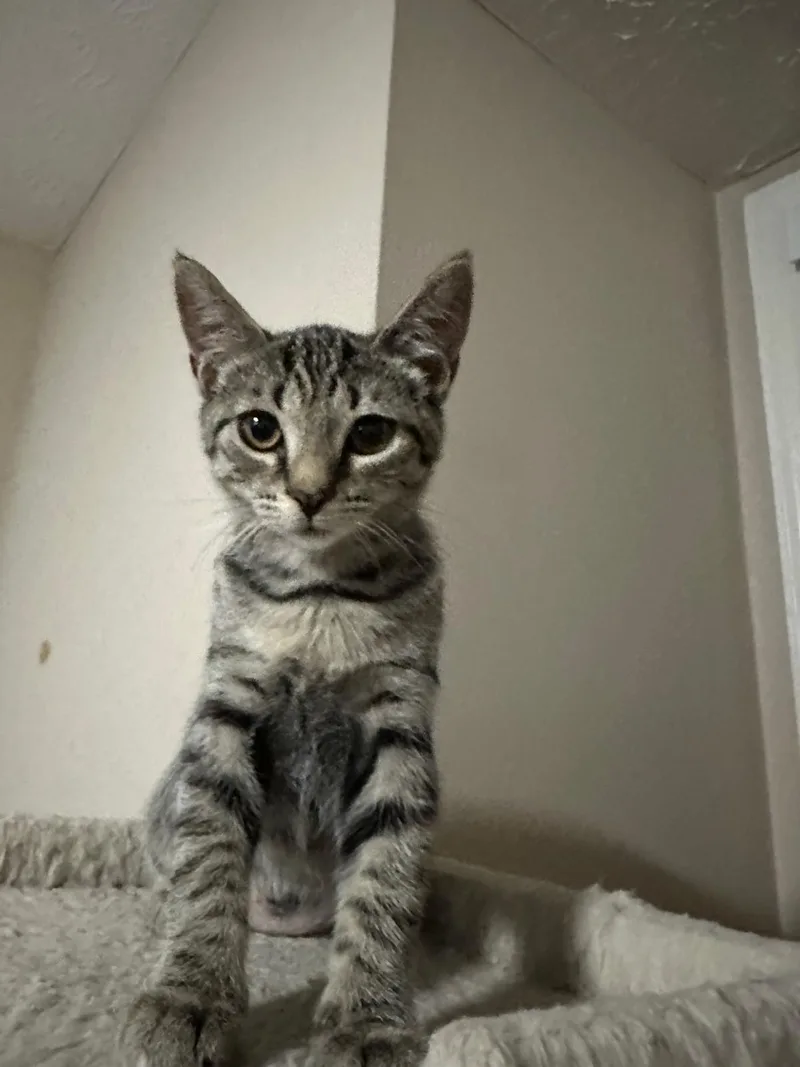 A baby small-sized female brown Domestic Short Hair cat named Legacy for adoption