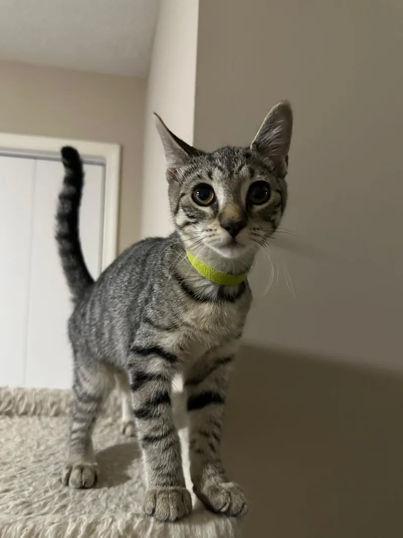 A baby small-sized female brown Domestic Short Hair cat named Keepsake for adoption