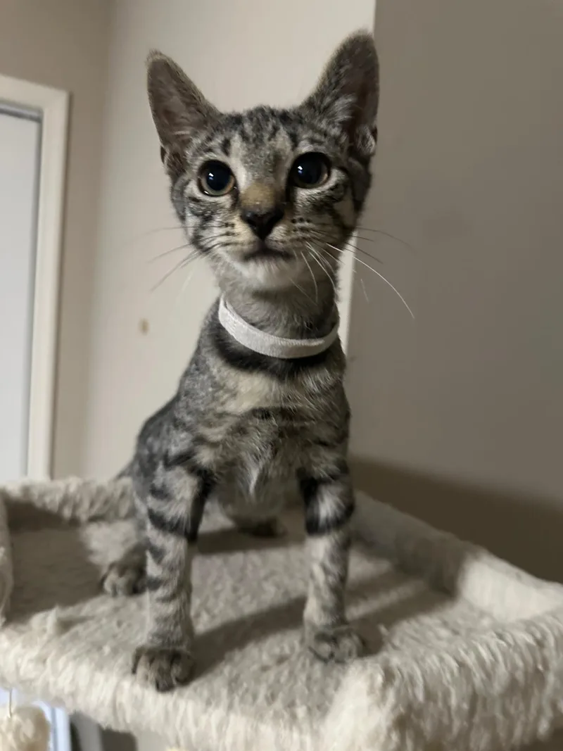A baby small-sized female brown Domestic Short Hair cat named Token for adoption