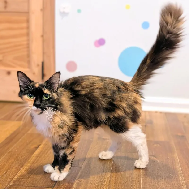 Tango