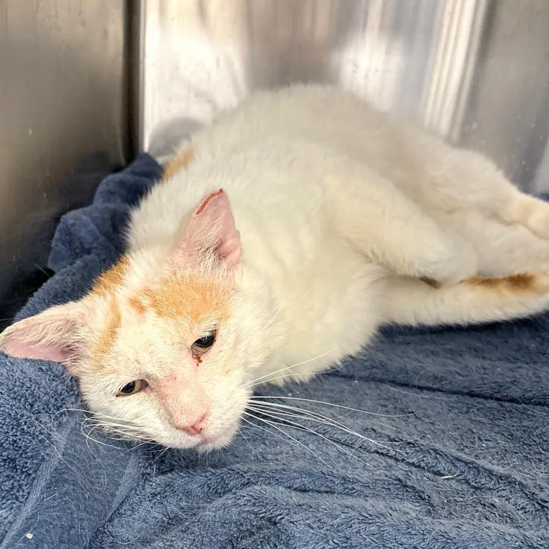 An adult medium-sized male White Domestic Short Hair cat named Edward for adoption in Philadelphia, PA