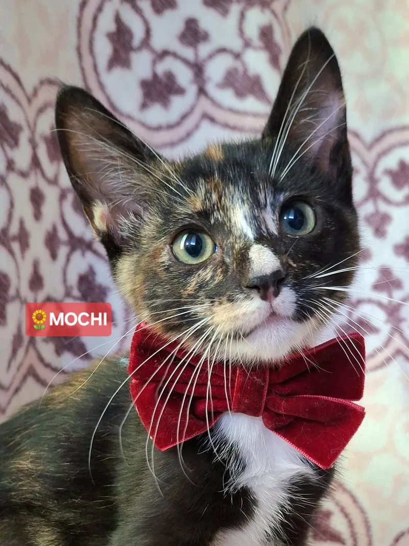 A baby small-sized female Black Calico cat named Mochi for adoption in Fullerton, CA