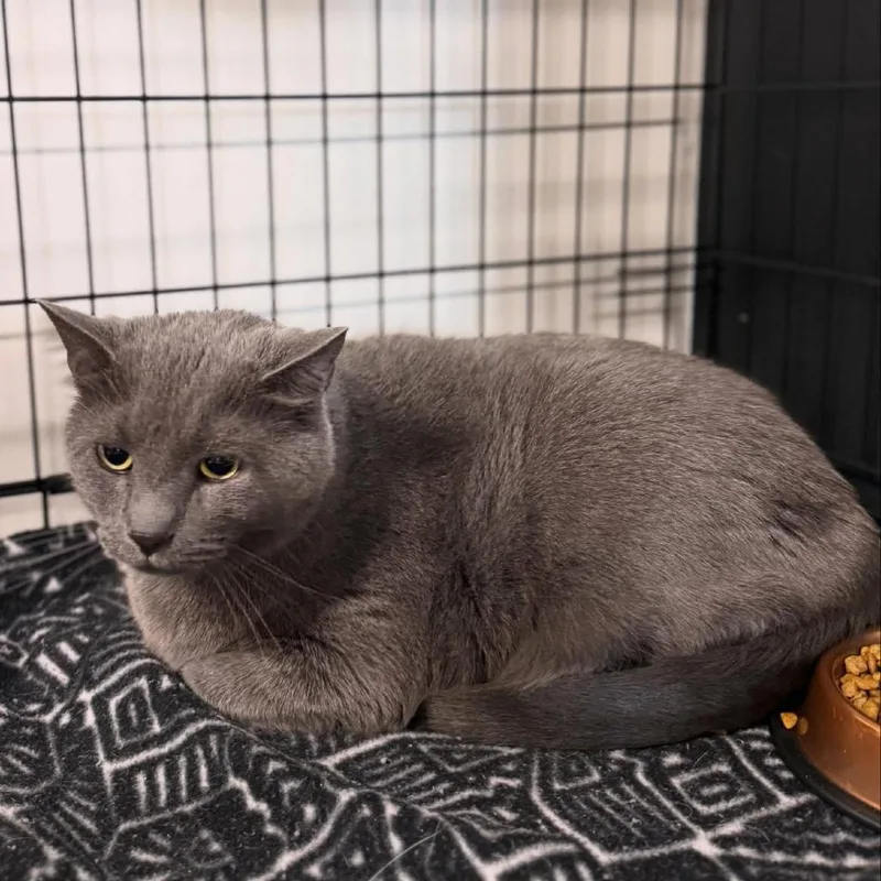 An adult medium-sized female Gray / Blue / Silver Domestic Short Hair cat named Gia for adoption in Cortland, OH