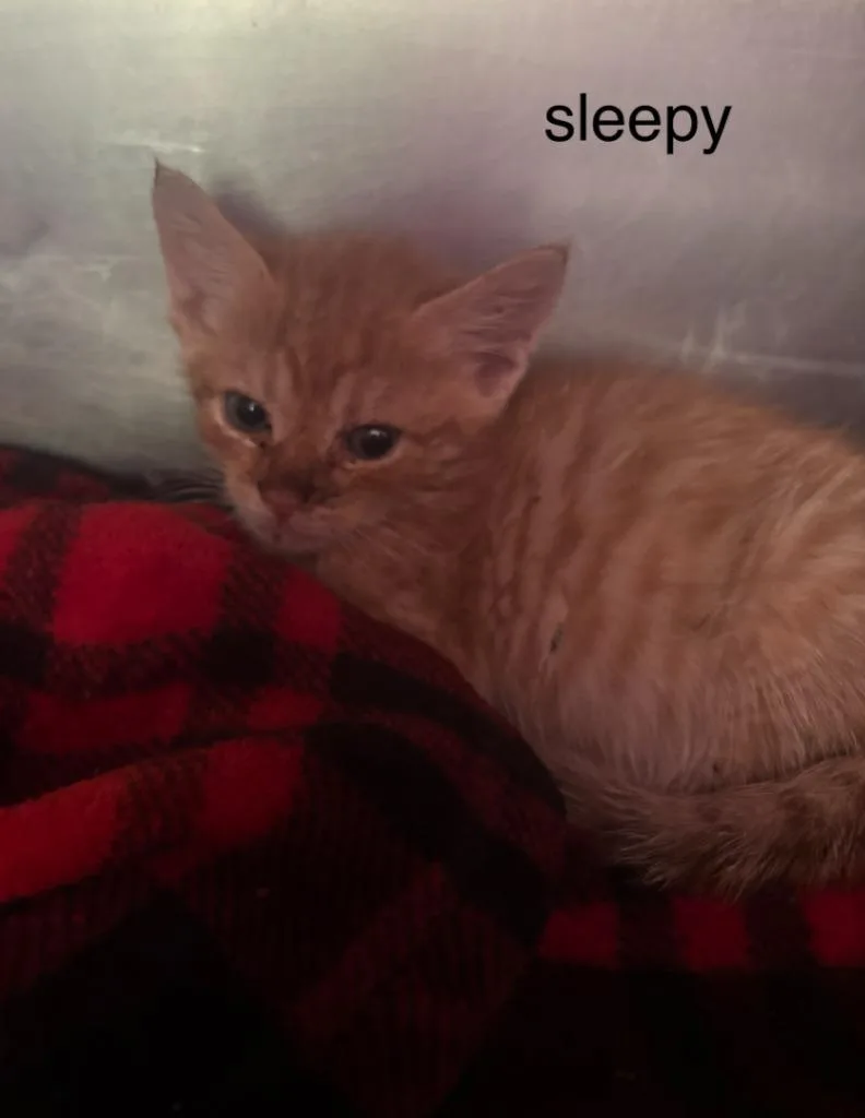 A baby small-sized male Domestic Short Hair cat named Sleepy for adoption in Cambridge, MD