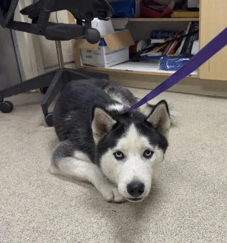 A young large-sized male Siberian Husky dog named Petey for adoption in Riverside, CA
