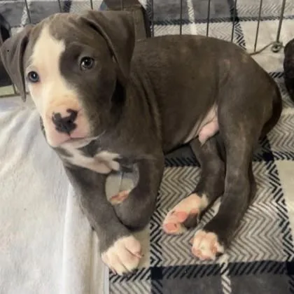 A baby medium-sized male Terrier dog named Rocky for adoption in Elk Grove Village, IL