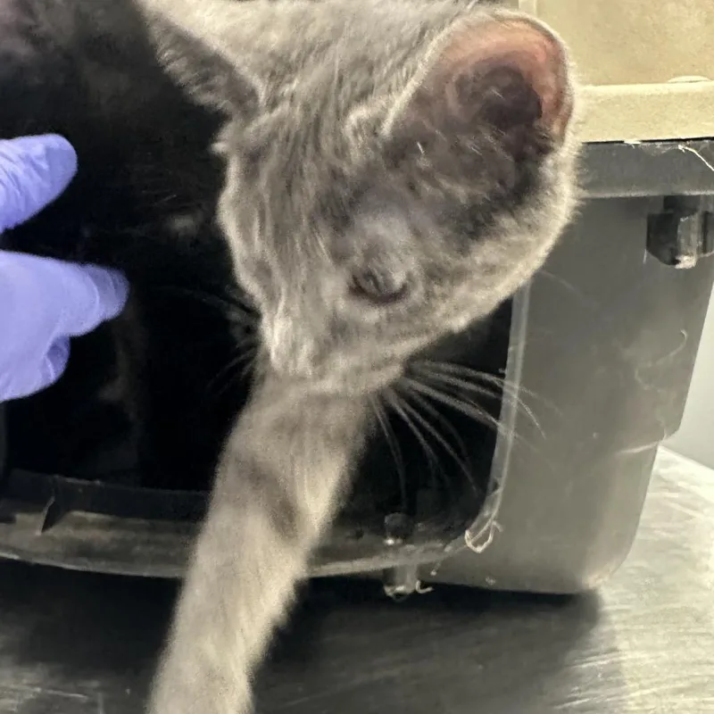 A baby small-sized female Gray / Blue / Silver Domestic Short Hair cat named Grayson for adoption in Greensboro, NC